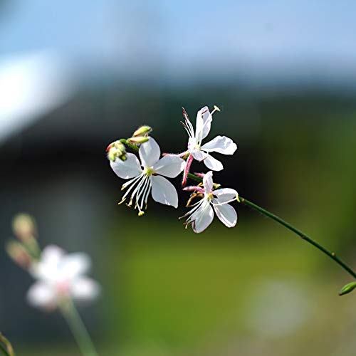 そら　白　8本 Amazon.co.jp: ガウラ （ハクチョウソウ） 【スパークリング