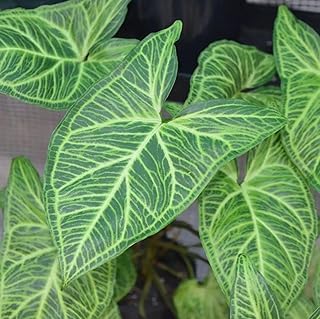 ** Syngonium Live plant, very rare ''Panda Galaxy'' Indoor & Outdoor Air purifying Healthy Live Plant (Pack of 1)-image-12