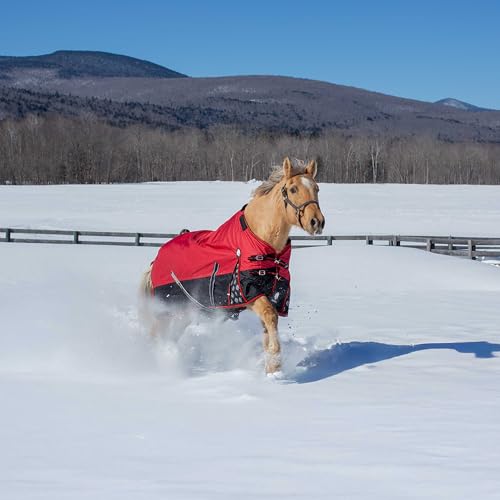 Image of Equinavia Norse Lightweight 100g Fill Horse Rain Blanket | Waterproof Turnout Sheet - Black - 66 in - Equestrian Red - 72 in