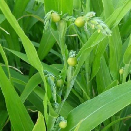Crown Flora Vaijayanti Mala White Flower Live Plant For Gardening, Garland (1 Plant) (B0CNQ67G18) Amazon Price History, Amazon Price Tracker