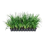 Super Blue Liriope Muscari - 10 Live Plants - Evergreen Ground Cover Grass