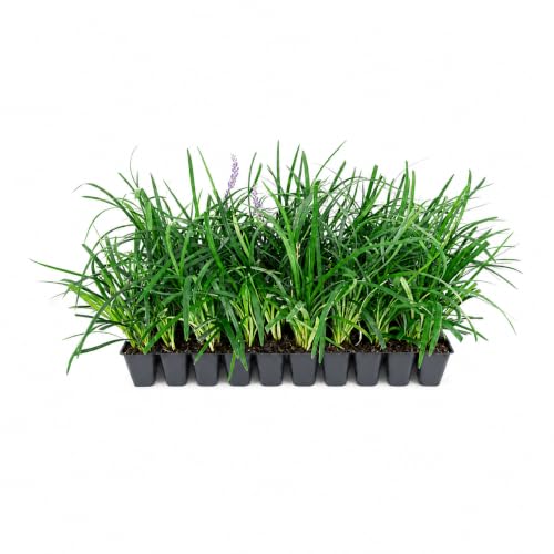 Super Blue | 10 Live Plants | Liriope Muscari | Ground Cover Plant, Ornamental Grass, Drought Tolerant, Low Maintenance, Evergreen Foliage, Purple Flower Spikes, Shade Garden Favorite, Easy to Grow