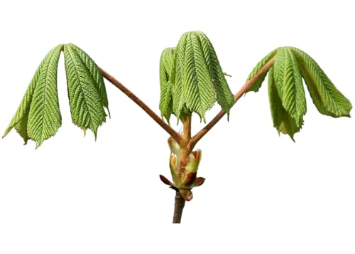 Planta natural Castaño de Indias, Aesculus hippocastanum. Altura 40-50 cm, Gran tamaño cuando es adulto y da muy buena sombra por sus grandes hojas. Segura Garden.