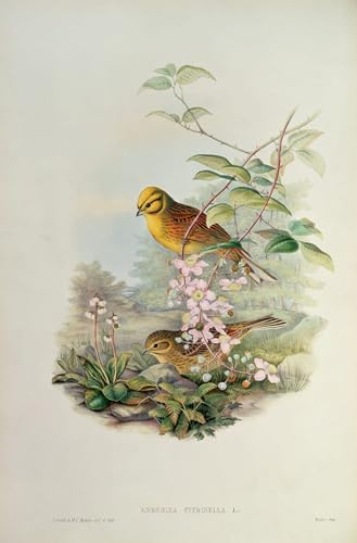 Pintura de lienzo Uccello para decorar despachos modernos y salas de espera