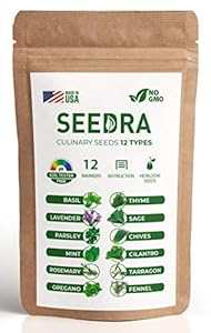 Pille Baumschulen Nijisseiki Nashi-Birne