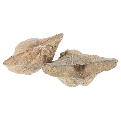 Mobestech 2Pcs Natural Conch Specimen Home Adornment for Geology and Paleontology Enthusiasts Authentic Shell Unique Educational Present