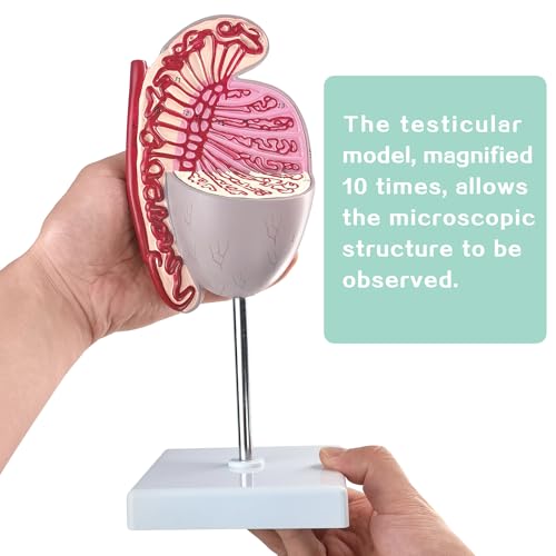 Image of Human Male Testicles Anatomical Model, 10X Life Size Male Testicle Anatomy Model with Numbered Labels and Base for Medical Science Education Study or Teaching