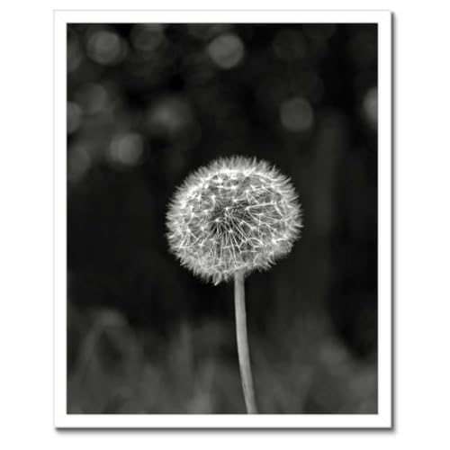 Poster pissenlit avec cadre noir 40x50 cm h1m_rbpl1q