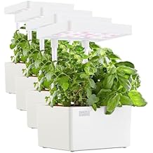 Back to the Roots v1.0 Hydroponic Grow Kit, 2022 Model Pack of 4
