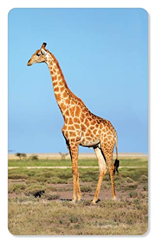 Image of ZiGYASAW Wild Animals Flash Cards for Kids Early Learning I 20 Real Images for Babies I Easy & Fun Way of Learning | Wipe and Clean Study Material for Preschoolers (105 x 170 mm) - Age 3+ Years