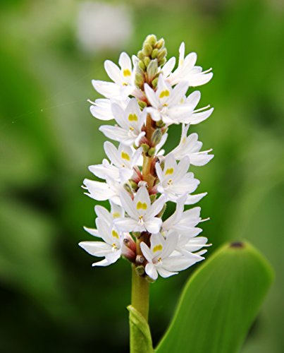 WASSERPFLANZEN WOLFF - Pontederia cordata 'Alba' - herzblättriges Hechtkraut, weiß - winterhart - Rarität im 11cm Pflanzkorb
