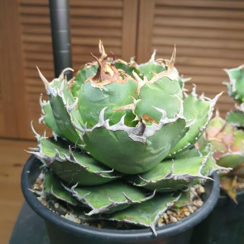 アガベ 用 鉢」の人気商品一覧 | 安い商品を通販サイトから探す - 価格.com