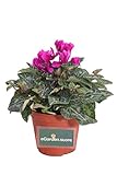 eGarden.store
