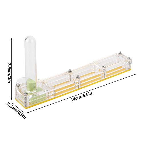 Pssopp Ant House Formica acrilica Allevamento Nido...