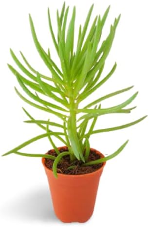 OhhSome Succulent Plant Senecio Barbertonicus Bush Senecio, Lucky Plants Indoor|Outdoor For Home & Garden (Healthy Live Plant)