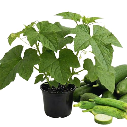 Luffa Plants Live, 2 Plants in 4 Inch Pot, Luffa Gourd Plant, Loofah Plant Live Indoor Outdoor
