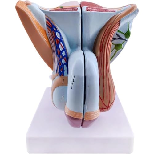 HUIBBGO Modell der männlichen Geschlechtsorgane, Anatomiemodell des männlichen Fortpflanzungssystems, Modell der Geschlechtsorgananatomie mit abnehmbaren Teilen, für medizinische Lehr- und