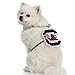 Littlearth NCAA Pet Fain Chain South Carolina Fighting Gamecocks