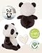 Imagen de NICI Peluche Panda en Caja Regalo, 11 cm, 8 x 8
