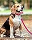 Taglory Hundeleine Kleine Hunde Leicht | Doppelseitig Reflektierend | Gepolsterter Griff | Bis zu 10 kg | 1.2m x 2cm | Pink