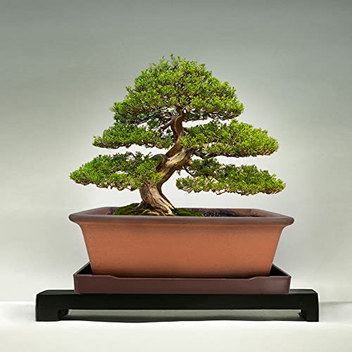 Muzhi Decorative Ceramic Bonsai Planter Pot 8.5 Inch With Tray, Breathable Unglazed Rectangle Terracotta Clay Pot For Tree Succulent Cactus Indoor Outdoor Red Brown #TOP6