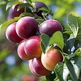 Planta Frutal Ciruela Formosa En Jarrón 20 Edad 2/3 Años (Foto Real)