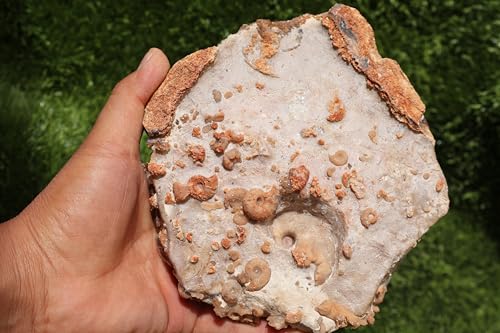 Image of Ammonites & Gastropods Plate Cretaceous Fossils Fossils from Morocco Fossil Rock ammonites Fossil from Morocco A206