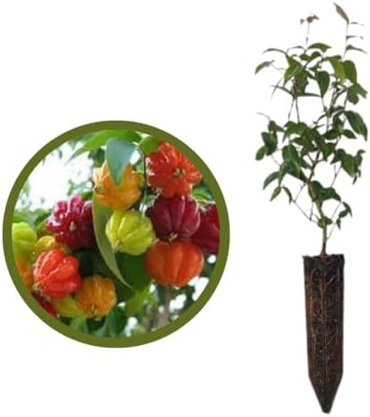 2 Mudas de Pitanga - Eugenia uniflora