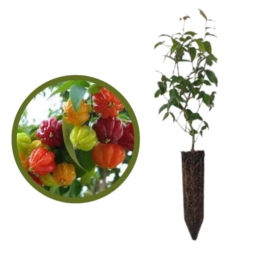 Ouro Verde, 2 Mudas de Pitanga - Eugenia uniflora