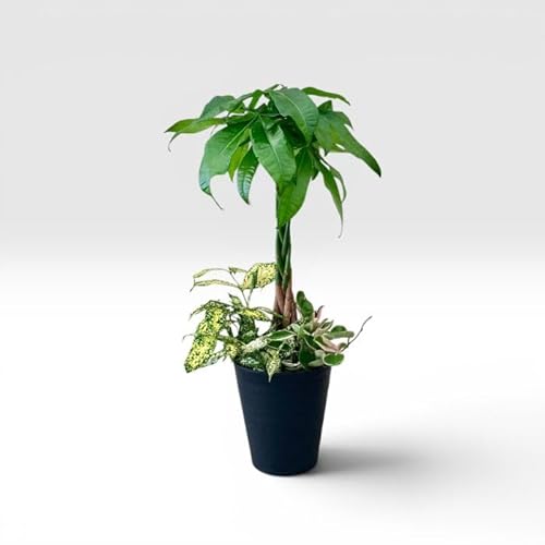 観葉植物 観葉植物 寄せ植え パキラ」の人気商品一覧 | 安い商品を通販