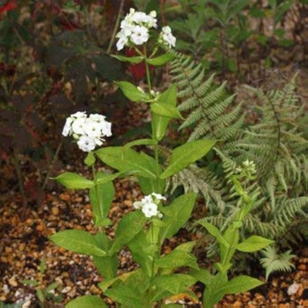 計10本セット苗 楽天市場】【2種類から選ぶ】宿根フロックス オープニングアクト