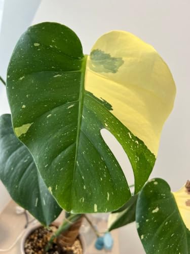 観葉植物 モンステラ 斑入り」の人気商品一覧 | 安い商品を通販サイト