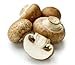 Royal Champignon Seeds Spores Royal Agaricus Bisporus Portobello Mushrooms/Fungus (25g) by Garden Pleasure