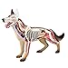 Modèle Éducatif Modèle D'Anatomie De Chien Modèle De Chien De Loup Anatomique Simulation D'Anatomie Biologie Animale Parties Du Corps D'Organes Détachables Science Modèle Éducatif Jouets Pour L'École