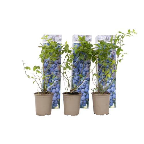 Plant in a Box - Mirtillo - Set di 6 - Resistente Vaccinium corymbosum - Vaso 9cm - Altezza 25-40cm