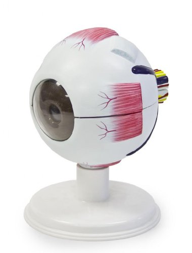 Walter Products B10403A Human Eye Model, 6 Part