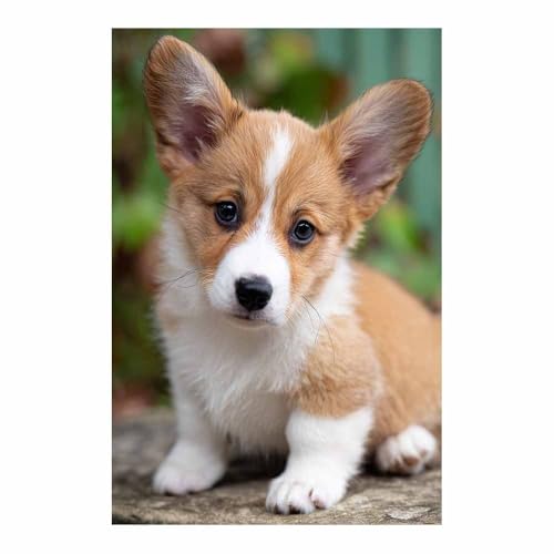Chiot chien brun et blanc sur toile orange peinture moderne 40x60cm pour decoration interieure