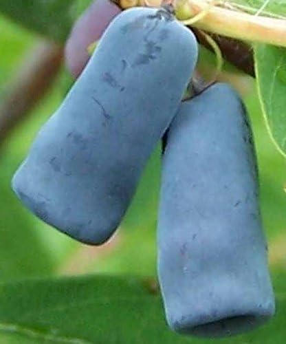 Sugar Mountain"Blue" Sweetberry Honeysuckle Honeyberry Vitamin Berries Tastes Like Blueberry Potted Plant