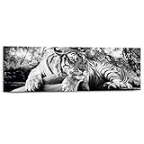 bild tiger schwarz weiß BxH: 156x52cm REINDERS Tiger guckt Dich an - Wandbild 156 x 52 cm