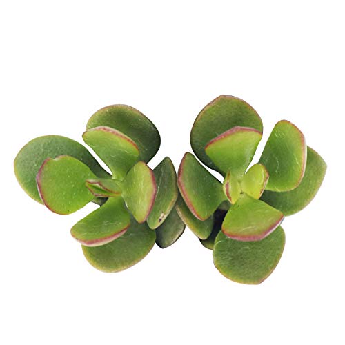 Crassula Ovata Obliqua Jade Plant Colorful Succulent (2 inch) Crassula Ovata Obliqua Jade Plant Colorful Succulent (2 inch)