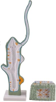 Hydra Model Teaching Demonstration Instrument Animal Microorganism Amplified StructureAnatomical Structure Model Teaching Aid Organs Model Anatomy Teaching Model