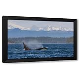 ArtDirect Orca whale surfacing in front of the Cascade Mountain Range, Washington State Custom Framed Art Print Giclee Print or Canvas Options with Various Sizes and Customization by Archer, Ken