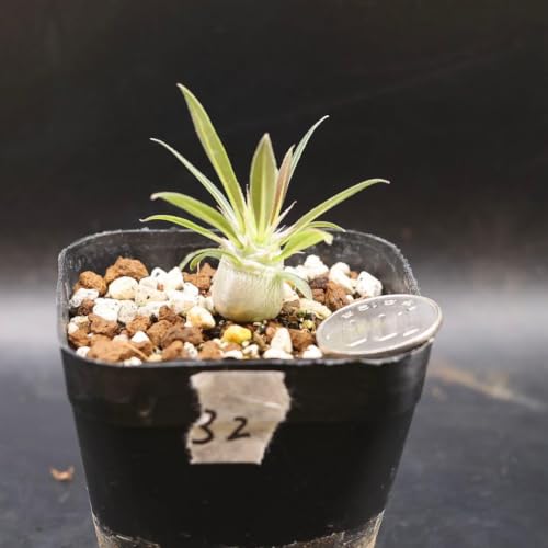塊根植物 グラキリス」の人気商品一覧・価格比較 - 価格.com
