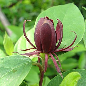 Amazon | 黒花ロウバイ 黒蝋梅花植木苗 地植え苗 1本接ぎ木苗 Amazon | 黒花ロウバイ 黒蝋梅花植木苗 地植え苗 1本接ぎ木苗