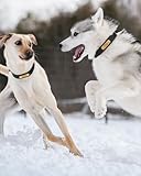 TagME Hundehalsband Personalisiert aus Leder mit Eingraviertem Hundename und Telefonnummer, Hundehalsband aus Echtem Leder für Große Hunde
