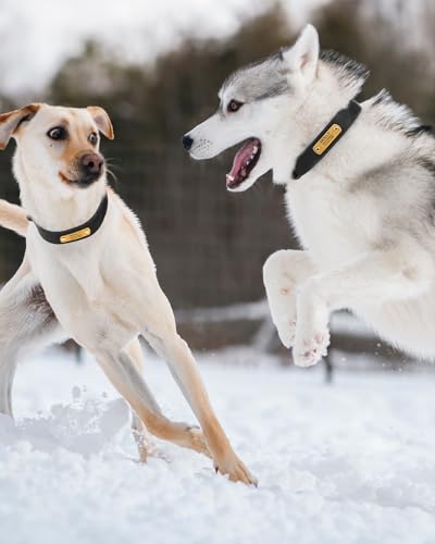 TagME Hundehalsband Personalisiert aus Leder mit Eingraviertem Hundename und Telefonnummer, Hundehalsband aus Echtem Leder für Große Hunde