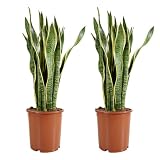Bloomique - Sansevieria Laurentii - Bogenhanf - Sukkulenten - Zimmerpflanzen...