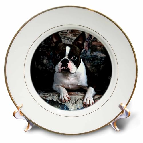 3dRose Boston Terrier Philippe - Porcelain Plate, 8-inch