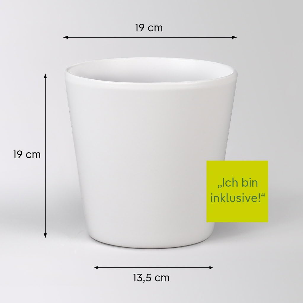 Schwertfarn, Topf-Ø 17 cm, Höhe ca. 30-45 cm, inkl. Keramikübertopf Dallas