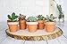 My Urban Crafts 20 Pcs Small Mini Clay Pots 2.1 inch Mini Terracotta Pots Clay Ceramic Pottery Planter Cactus Flower Pots Succulent Nursery Pots for Indoor/Outdoor Mini Plant, Crafts, Wedding Favors